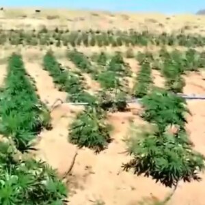 bingolde 23 bin kok kenevir ele gecirildi ClX8cOEP