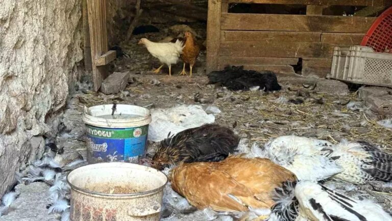 kopek-saldirisinda-40-tavugunu-kaybeden-girisimciden-feryat-Yyy3sXer.jpg