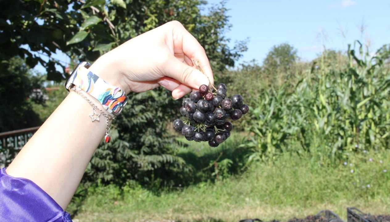 aronya hasadi basladi tarlada kilosu 100 tl De4PW8xn