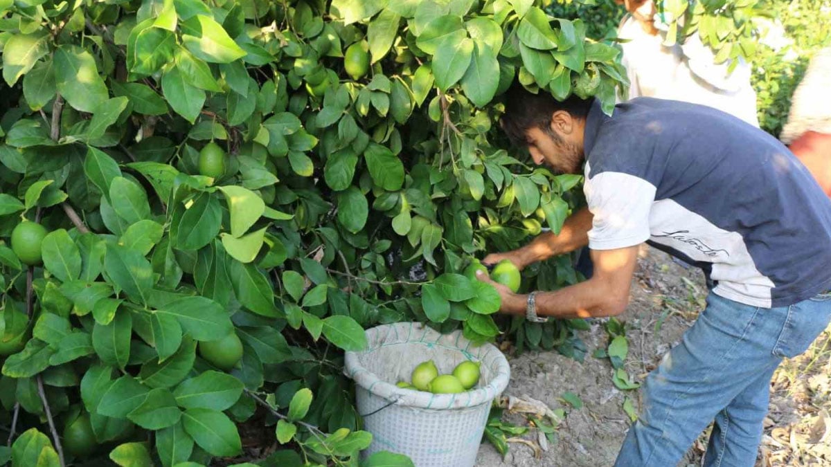 hasat 25 ve 27 eylul tarihlerinde basladi ihracat 2 ekimde baslayacak h31ye9dO