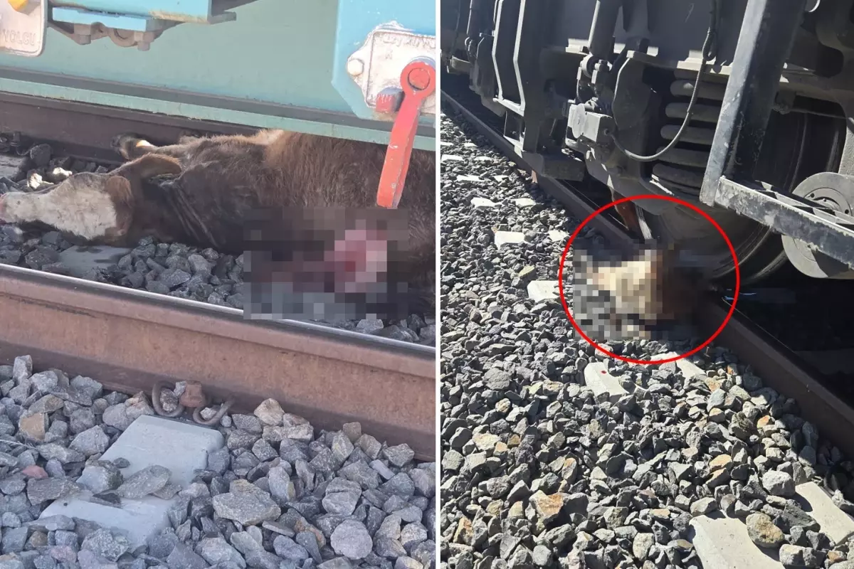 sahtekar dedikleri muteahhit koyluleri perisan etti tarim ve hayvancilik yapamaz hale geldik UWYBnYsd