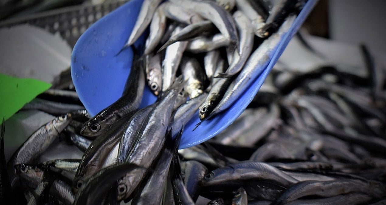 trabzonda av bollasti hamsinin kilosu 100 liraya dustu pfNdQlpy