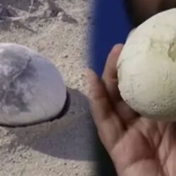 70 milyon yillik mukemmel bir dinozor yumurtasi bulundu simdi icini inceleyecekler M9HeTcZg.jpg