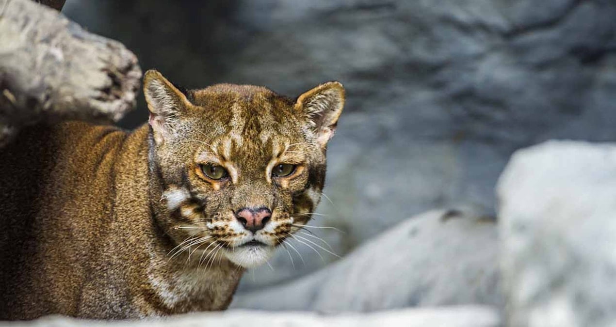 dunya uzerinde tek avini yemeden once tuylerini titizlikle yolup mideye indiriyor adeta bir gurme Bqqw6TyR