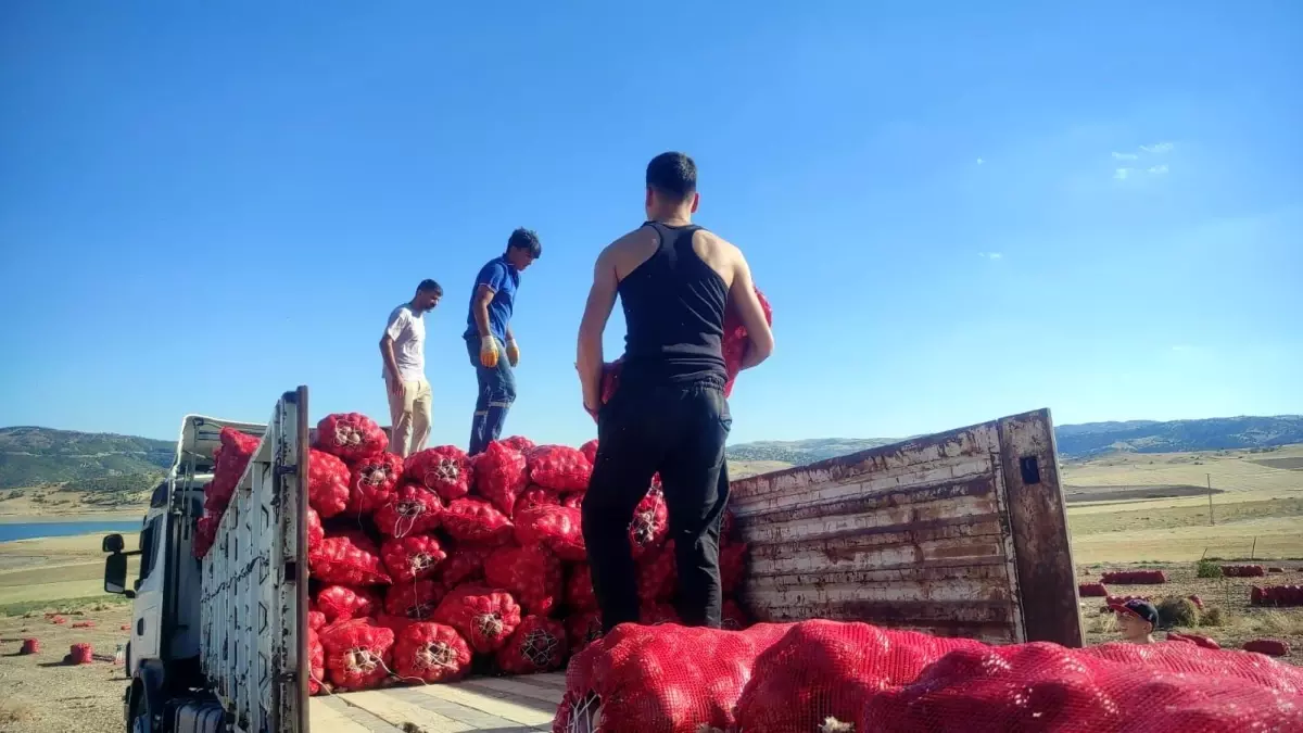 yozgatta sogan hasadi imece usuluyle yapiliyor t6bLaXwR.jpg