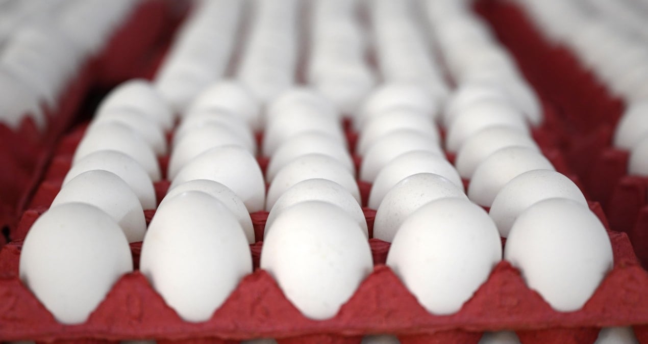 yumurtaya zam gelecek mi en yetkili isim acikladi bpQaivVb.jpg